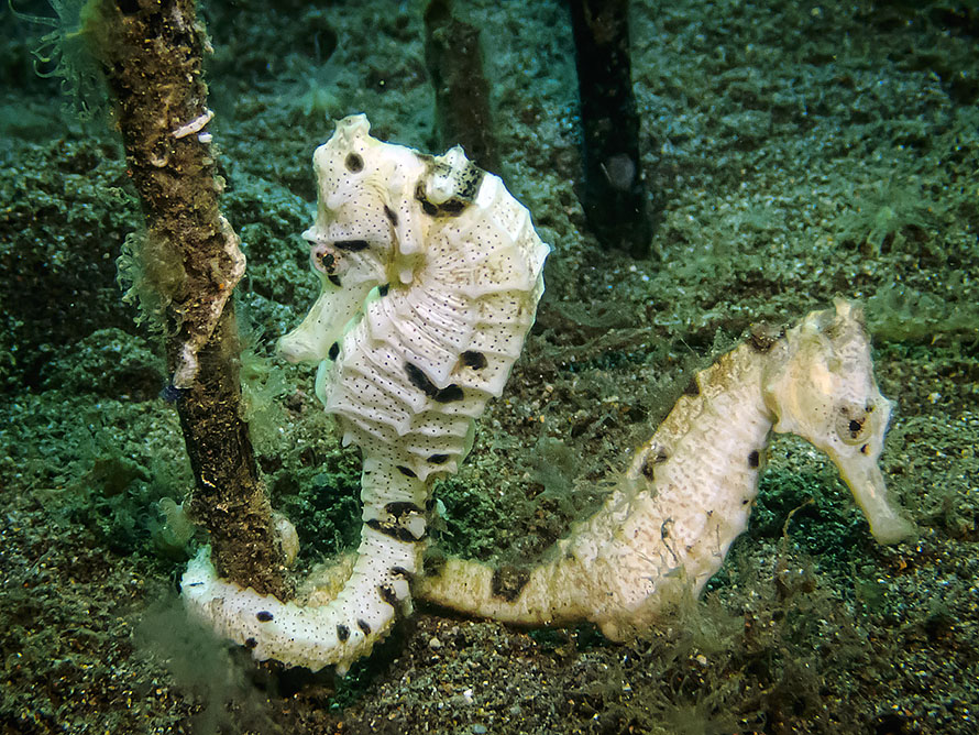 Hippocampus spA